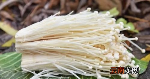 金针菇煮几分钟可以煮熟