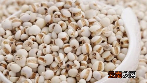 三伏天吃什么最好