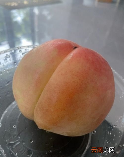 三伏天吃什么最好