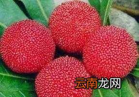 杨梅放多少盐泡多久