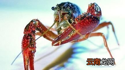 小龙虾和小龙虾尾的区别