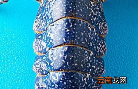 小龙虾和小龙虾尾的区别