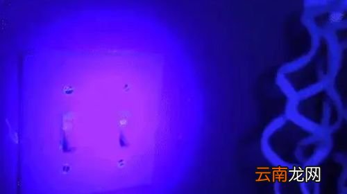 紫外线光为什么能杀蚊子