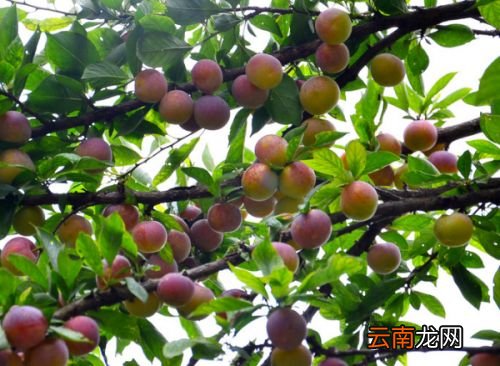 外面的李子能吃吗