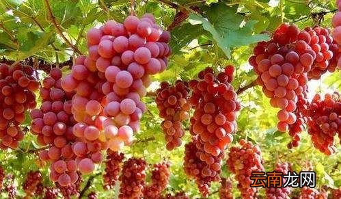 葡萄不够熟怎么处理