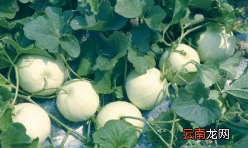 佛山特产有哪些送人的