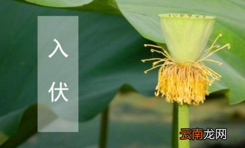 三伏天分别是多少天