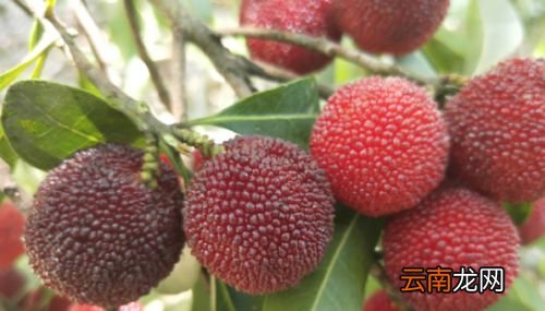 杨梅里面为什么会有小白虫吃了咋办