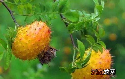 贵州能带走送人的特产都在哪买