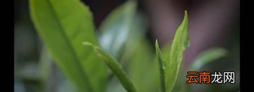 茶叶水放多久不能喝