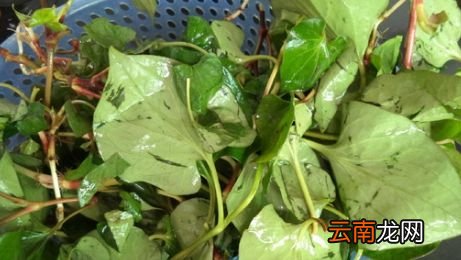 鱼腥草要怎么煮才止咳