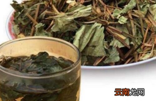 鱼腥草煮水能天天喝吗