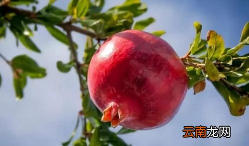 哪些人不宜吃石榴