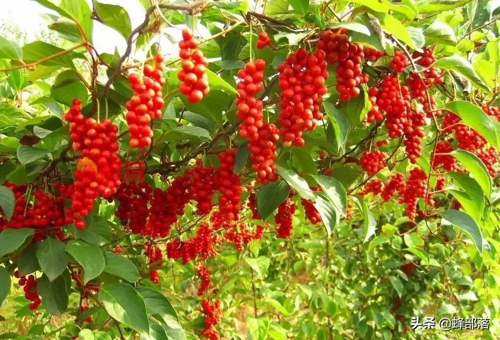 种植什么药材收入高 种植中药材哪些药材前景好