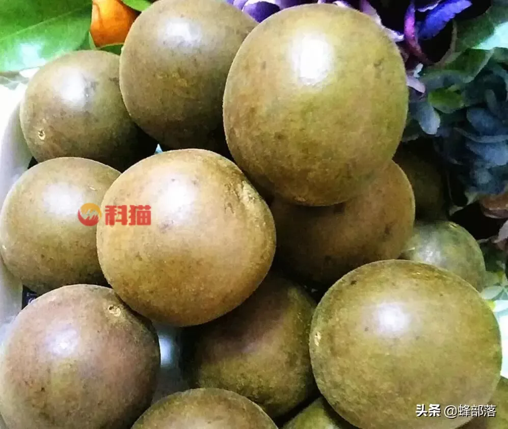种植什么药材收入高 种植中药材哪些药材前景好