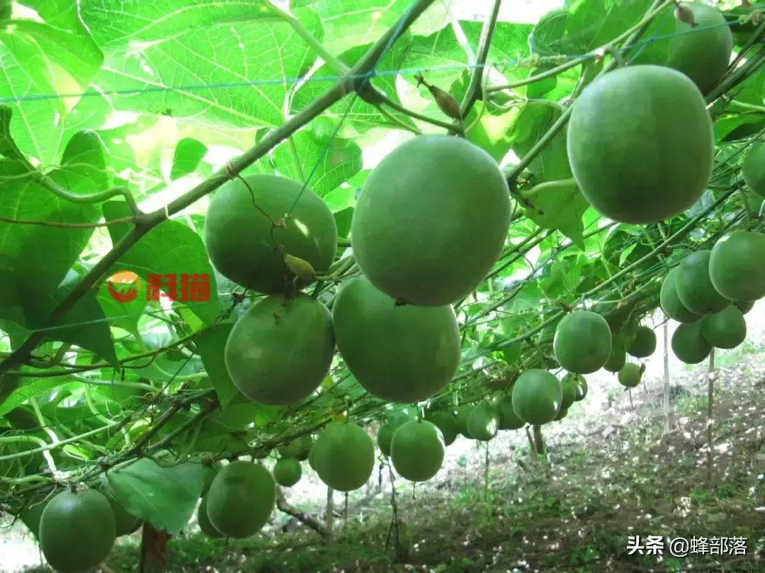 种植什么药材收入高 种植中药材哪些药材前景好