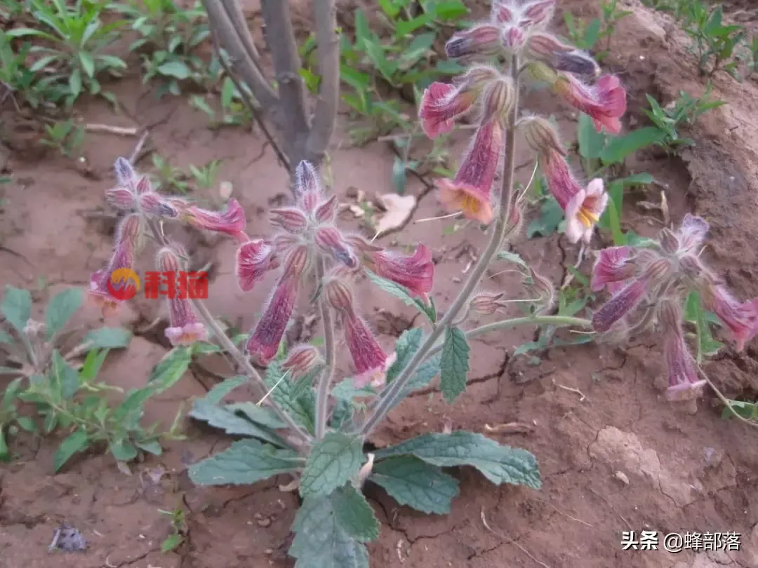 种植什么药材收入高 种植中药材哪些药材前景好