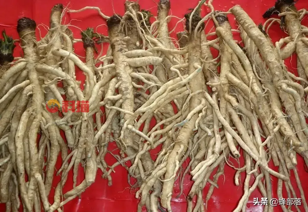 种植什么药材收入高 种植中药材哪些药材前景好