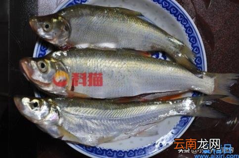 黄骨鱼多少钱一斤 2022年黄骨鱼收购价