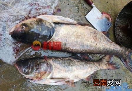 黄骨鱼多少钱一斤 2022年黄骨鱼收购价