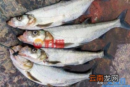 黄骨鱼多少钱一斤 2022年黄骨鱼收购价