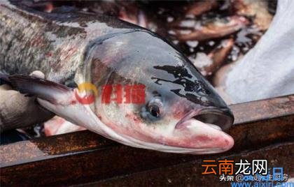 黄骨鱼多少钱一斤 2022年黄骨鱼收购价