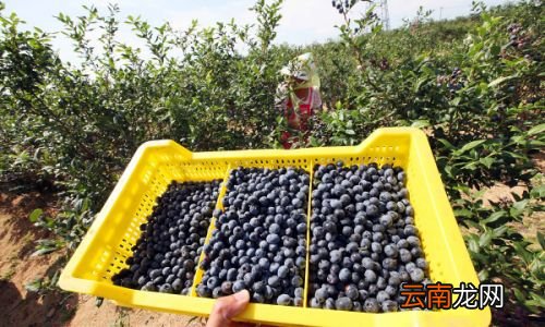 蓝莓买多了吃不完可以冷冻吗