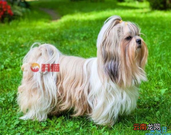 西施犬价格多少钱一只 西施犬价位