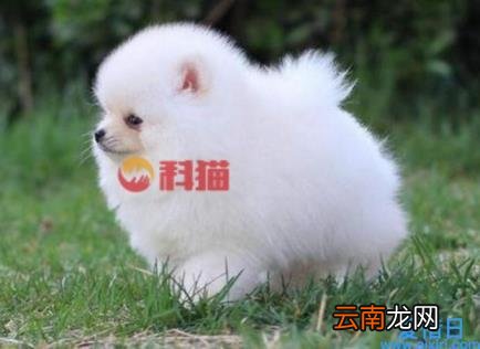 西施犬价格多少钱一只 西施犬价位