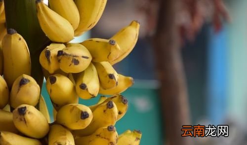 糖尿病吃什么水果最好