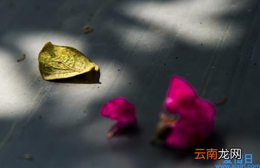 散文优美语段摘抄大全 优美散文句子精选