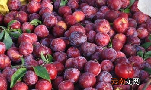 什么李子都可以泡酒吗