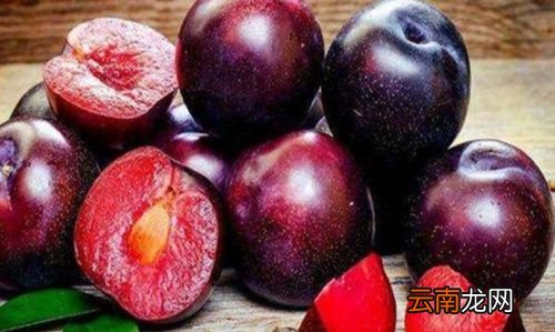 什么李子都可以泡酒吗