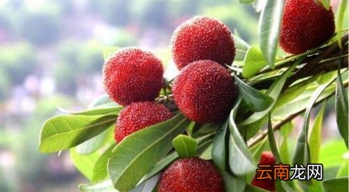 杨梅里真的有虫子吗
