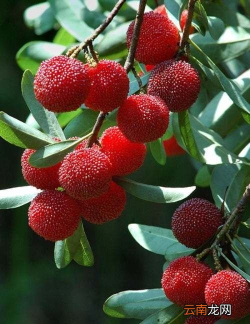 杨梅里真的有虫子吗