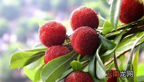 杨梅里肯定会有虫子吗