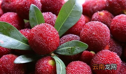 杨梅里肯定会有虫子吗