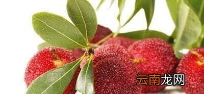 杨梅里肯定会有虫子吗