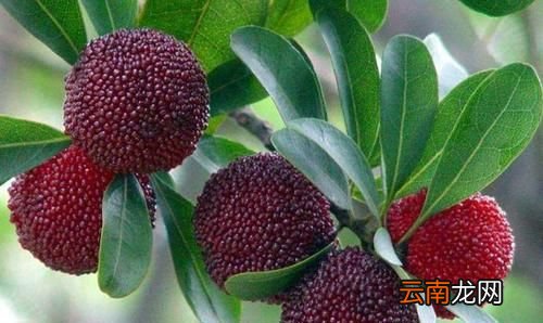 杨梅里肯定会有虫子吗