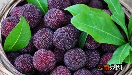 杨梅里肯定会有虫子吗