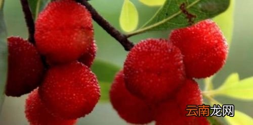 杨梅里肯定会有虫子吗
