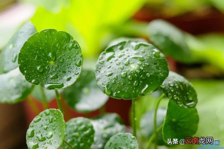 美文摘抄300字加赏析 经典美文摘抄赏析300字