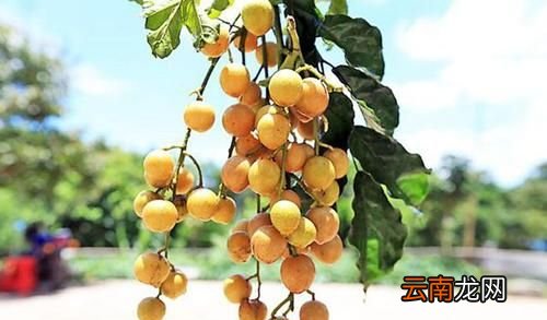 黄皮果什么人吃最好