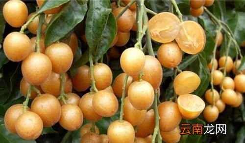 黄皮果什么人吃最好