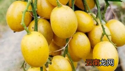 黄皮果吃完不能吃什么