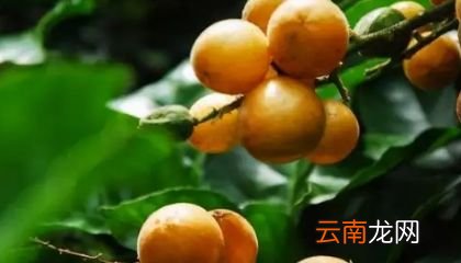 黄皮果吃完不能吃什么