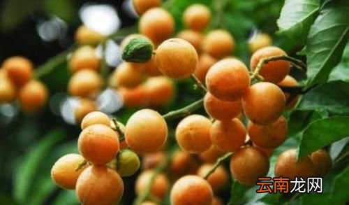 黄皮果吃了有什么好处