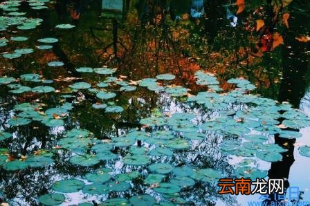 唯美的散文段落摘抄 优美散文短句摘抄