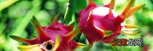 火龙果怎么保存的时间长