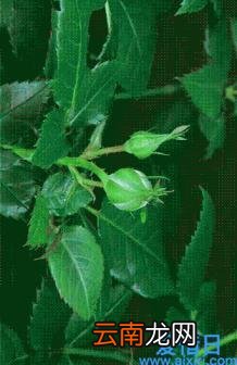 值得摘抄的美文 经典美文摘抄赏析